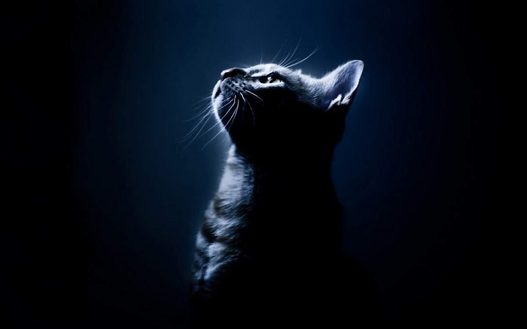 Ночные похождения кошек: как их прекратить?