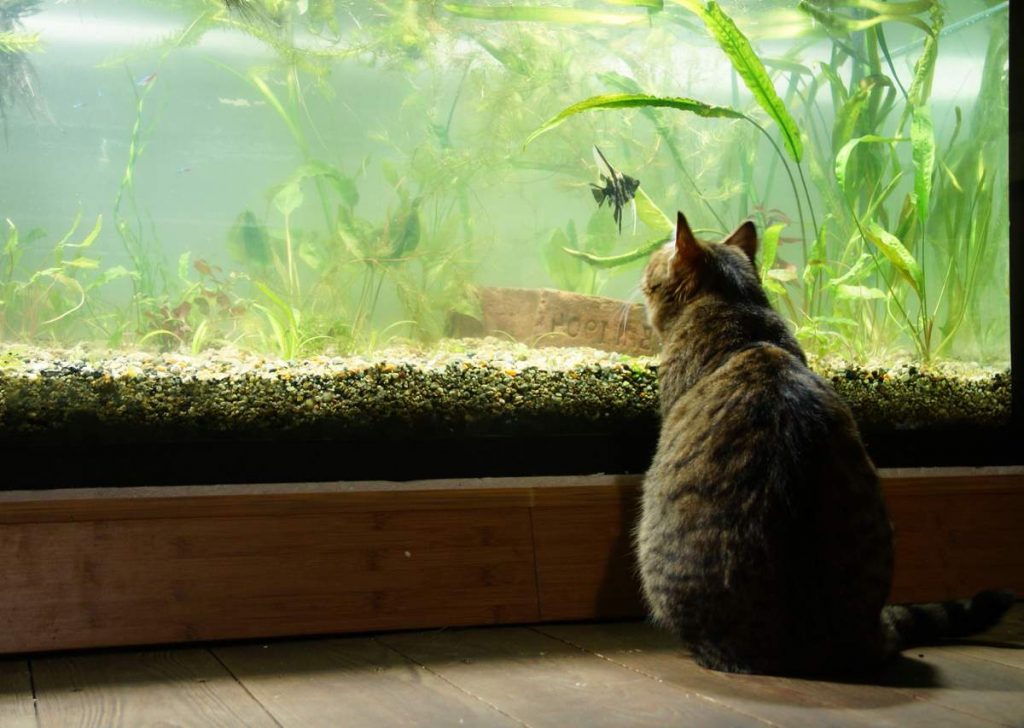 Кошки и аквариум.
