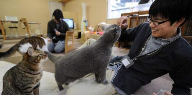 В Японии разрешено приносить на рабочее место кошку.