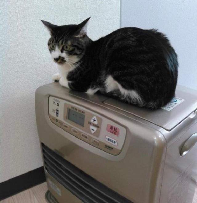Кошко-принтер.