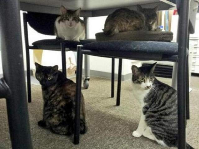 Кошки под рабочим столом.