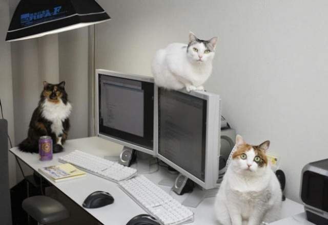Кошки приходят вместе с хозяевами на работу.