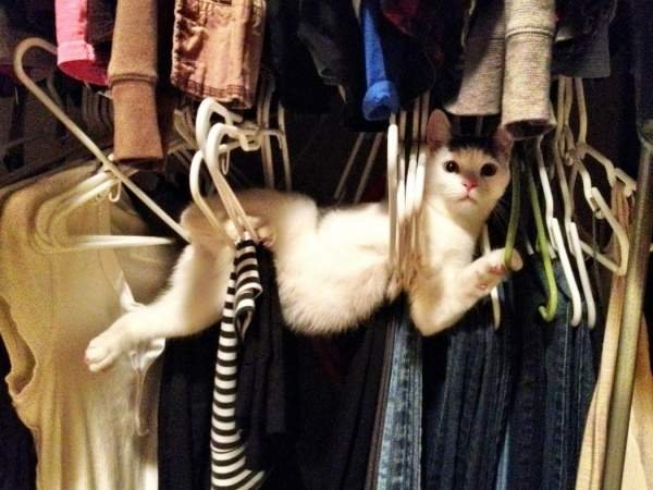 Усатая модница решила навести порядок в шкафу хозяйки и попала в ловушку.