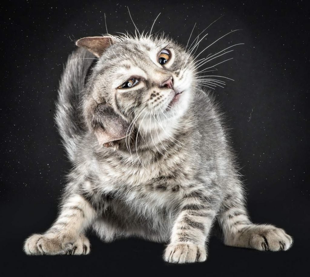 Безымянный котик серебристого окраса мотает головой.