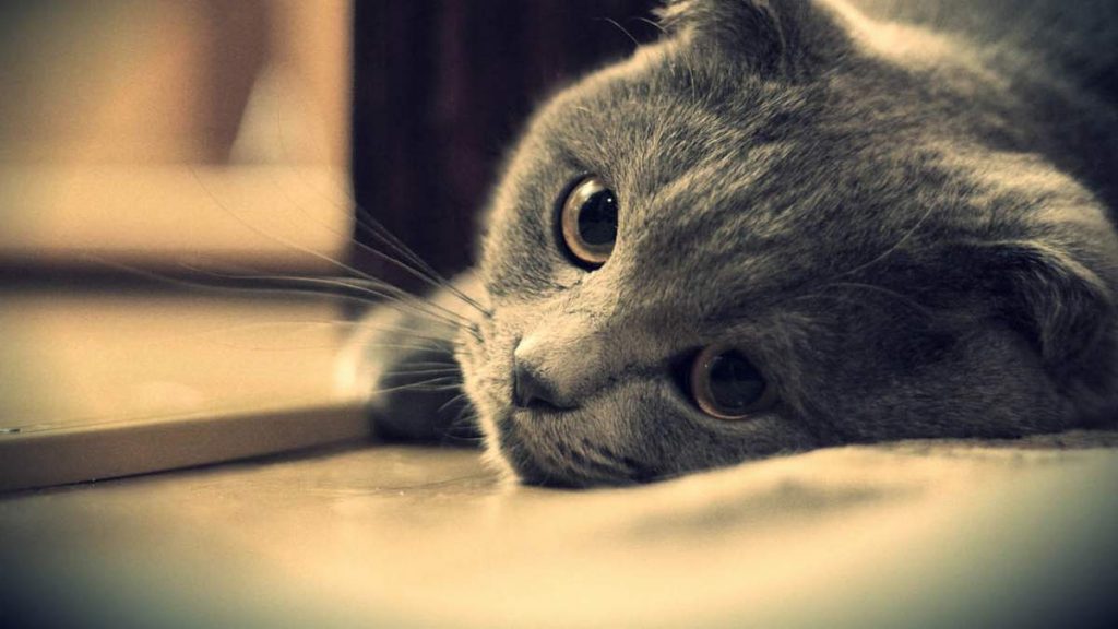 Стресс также может повлиять на гормональные изменения в организме кошки.