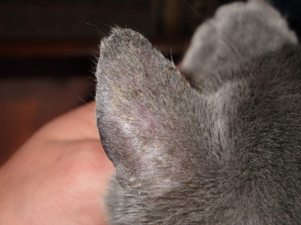 Признаки воспаления среднего уха у кошки.