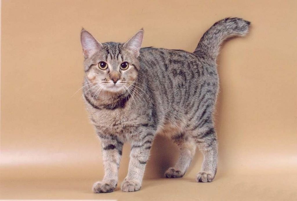 У котов этой породы часто наблюдается многопальцевость. 