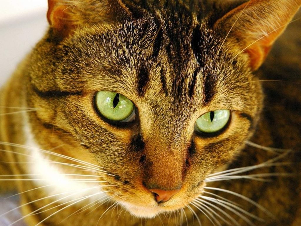 Вреден ли ошейник для кошек?