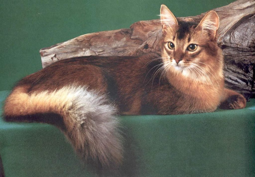 Для купания сомалийской кошки лучше приобрести специальный шампунь.