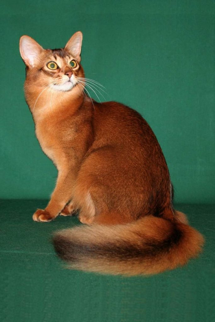 Шерсть сомалийской кошки отличается шелковистостью.