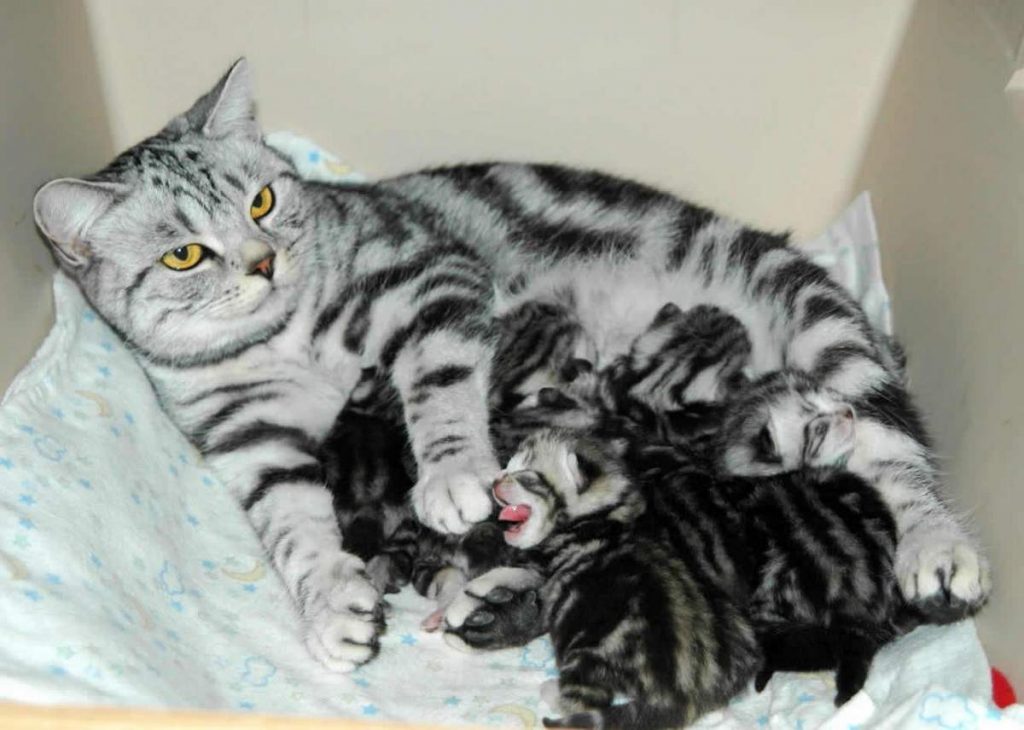 Первая беременность у кошки может наступить с шестого по девятый месяц их жизни.