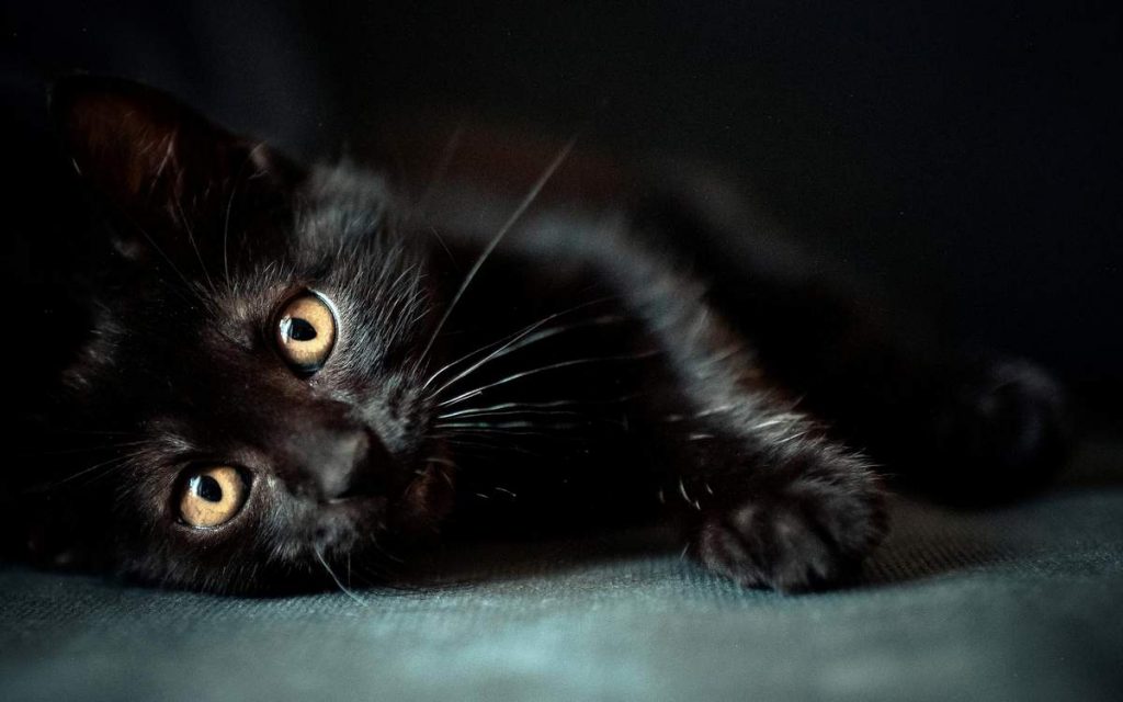 Черная шерсть встречается практически во всех видах и породах кошек.