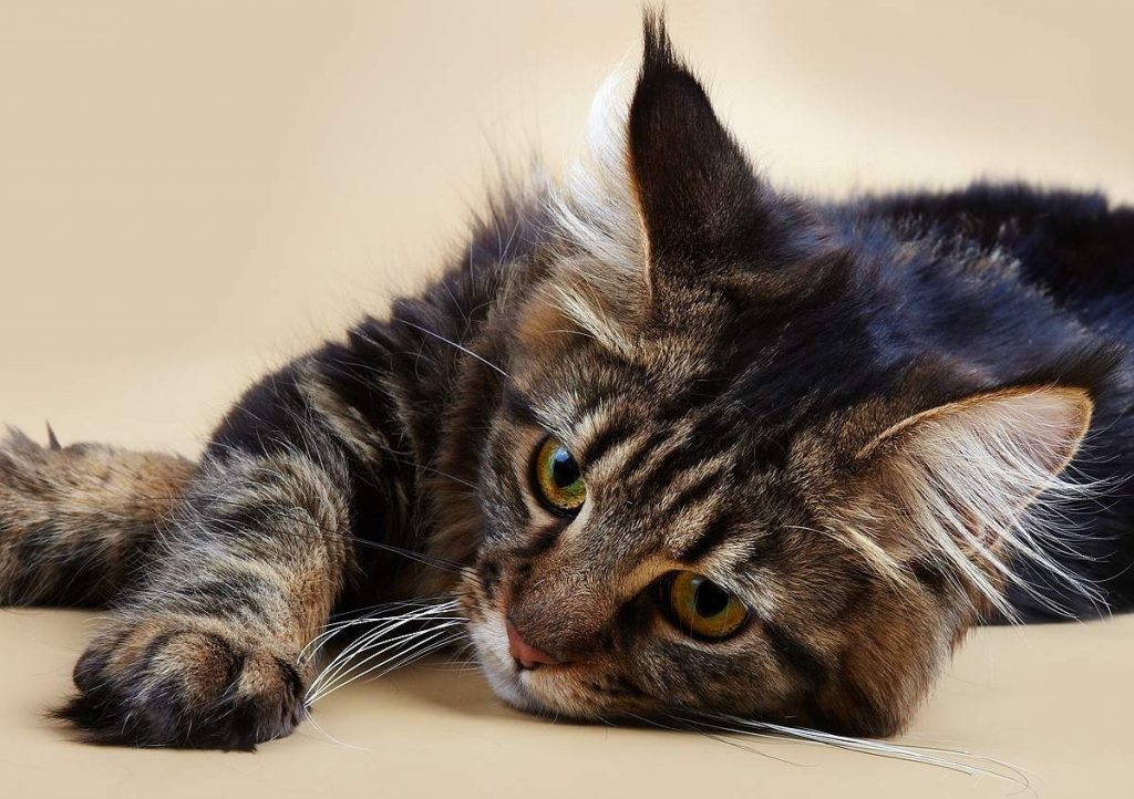 При питании кошки сухим кормом питомец нуждается в гораздо большем количестве жидкости.
