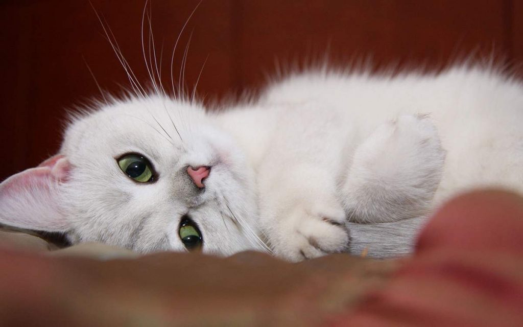 Некоторые белые кошки страдают нарушением слуха, вызванным дегенерацией внутреннего уха.