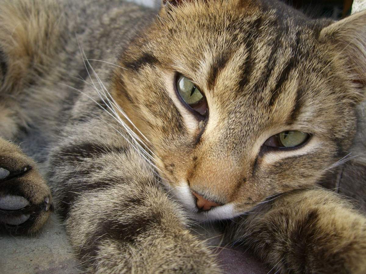 Камышовая Кошка Фото