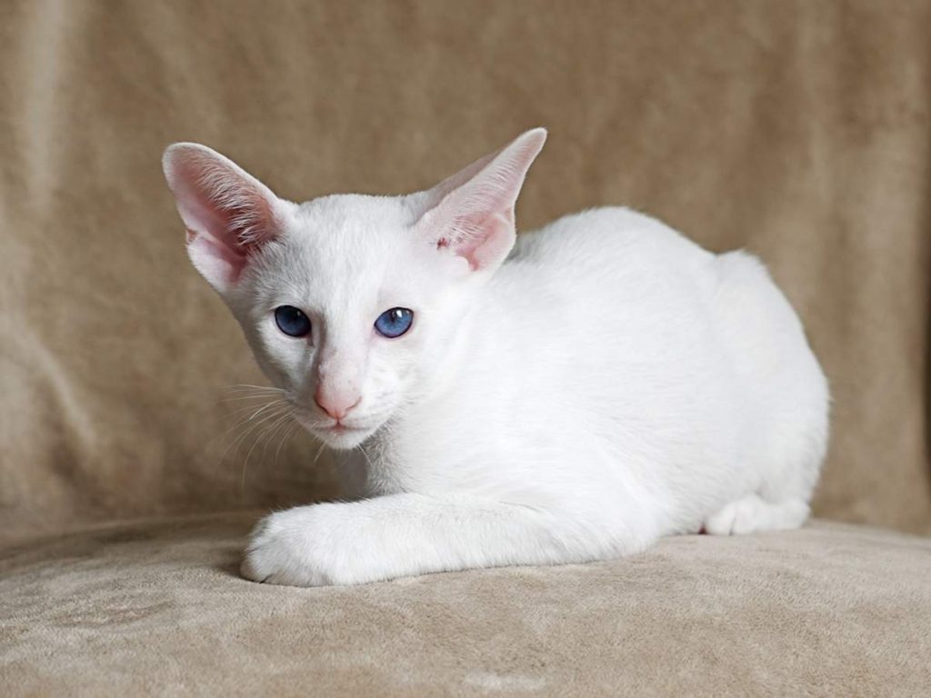 Форин вайт – это редкая порода кошек родом из Великобритании.