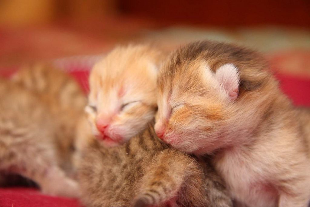 Чаще всего первый раз кошка переносит котят из одного "гнезда" в другое на 4-5день после их рождения.