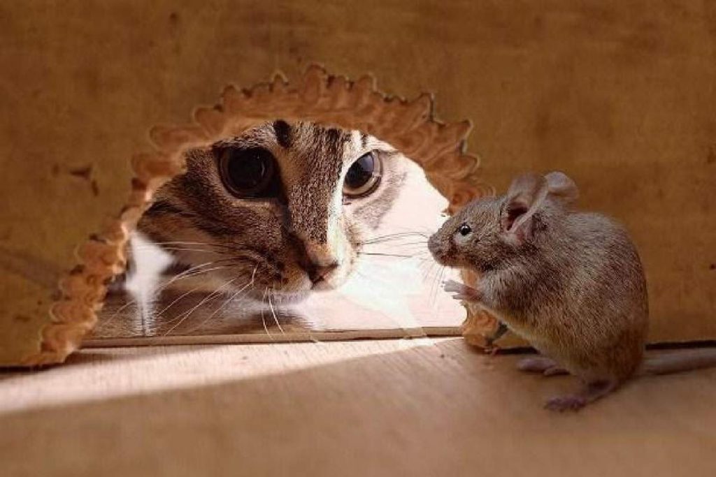 Если в деревнях кошка мышей не ловит, её перестают кормить.