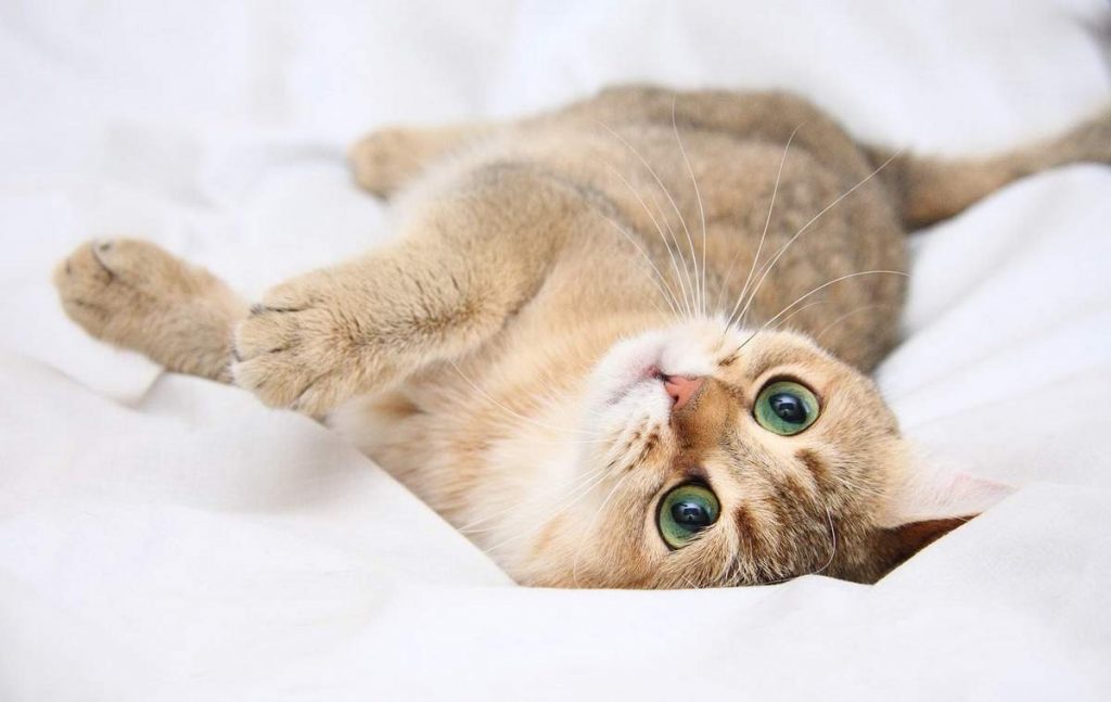 Мастит у кошек диагностируется довольно просто, благодаря ярко выраженной клинической картине.