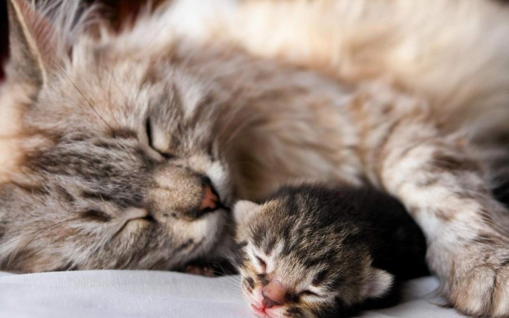 На протяжении всего ожидания котят кормление беременной кошки должно быть богато протеинами, минеральными веществами, калориями.