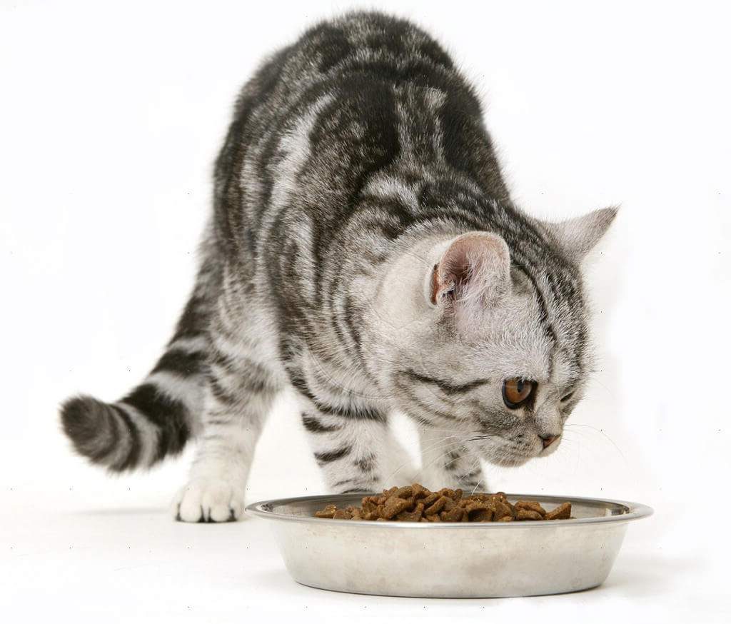 Для того чтобы откормить кота его нужно кормить теплой пищей. 