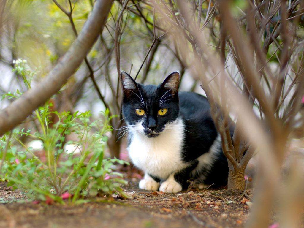 Наступление весны – частый период «побега» кошки, когда с особой силой дает о себе знать инстинкт размножения.