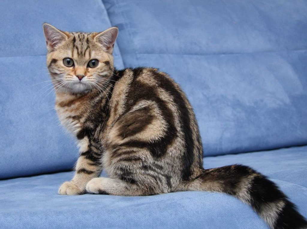 Британские кошки с мраморным цветом шерстки обладают весьма покладистым характером.