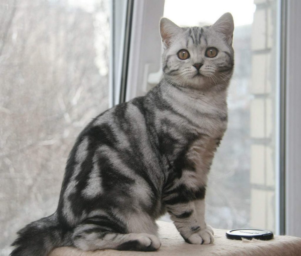 На сегодняшний день мраморный окрас считается одним из самых распространенных окрасов британских кошек