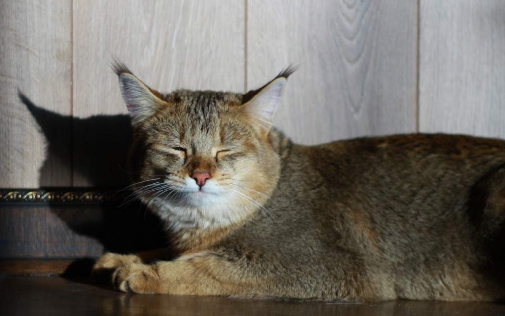 В отличие от своих диких собратьев, Чауси добры и покладисты, насколько покладистыми могут быть кошки вообще.