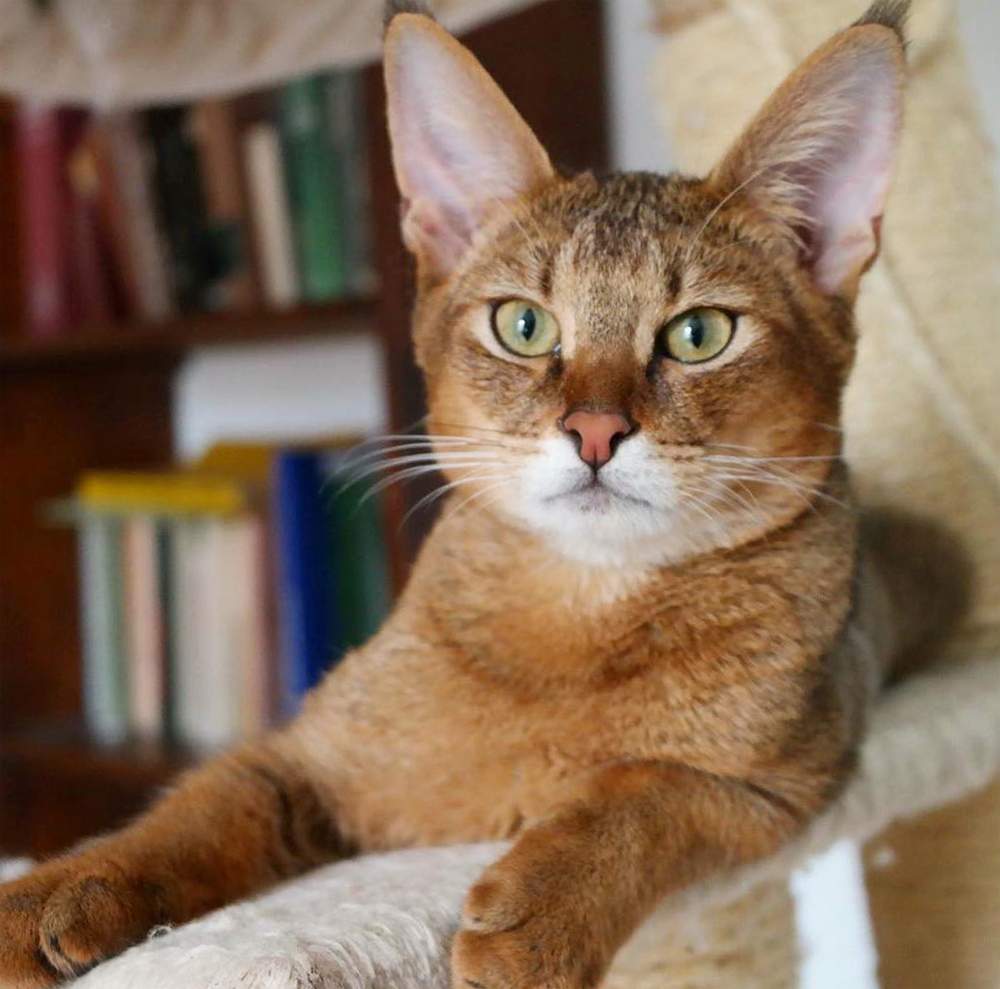 Гибрида камышового кота с домашней кошкой называют - чаузи.