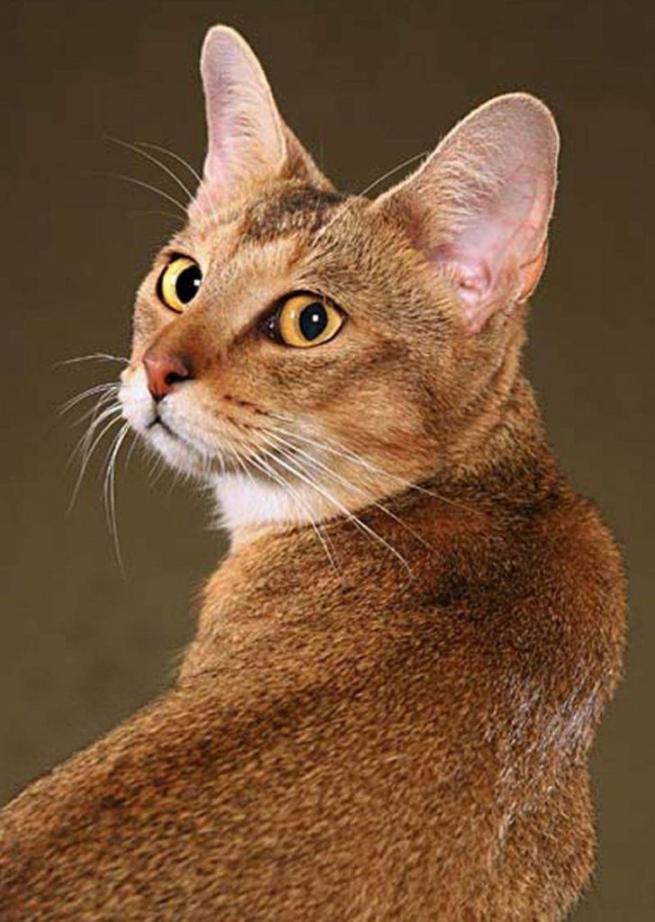 Камышовый кот — это такая дикая кошка чем-то похожая на рысь.