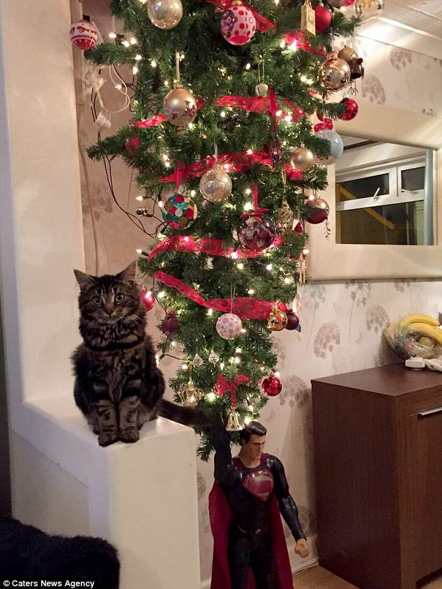Кот Шторм против рождественской ёлки.