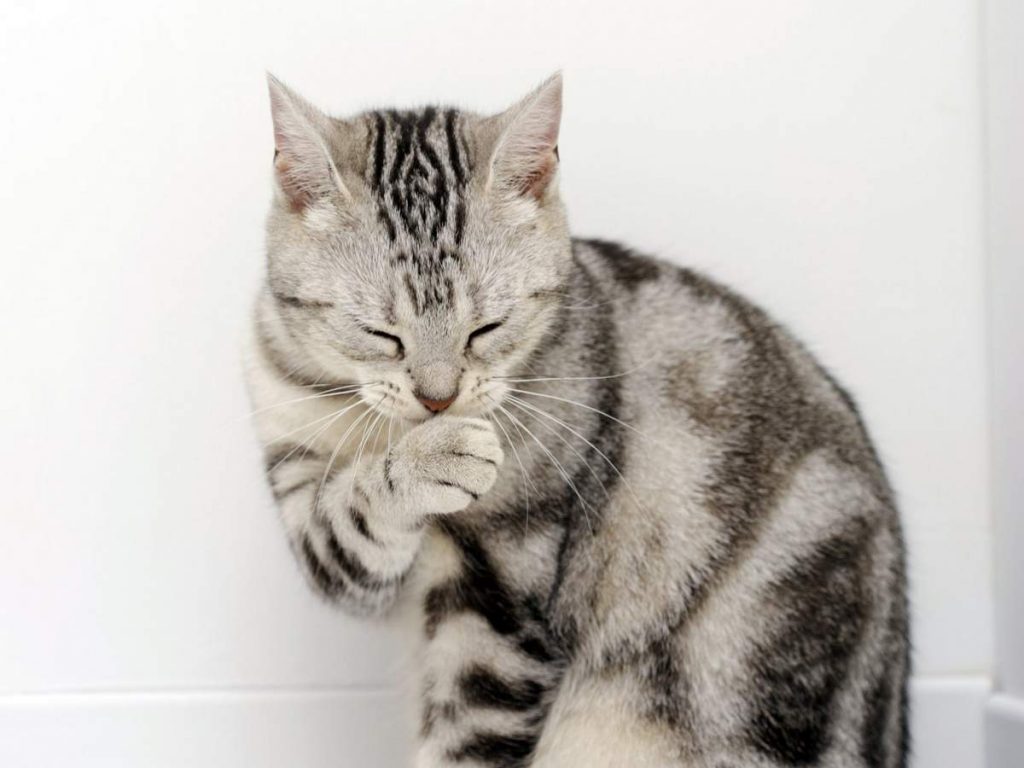 На деле почти, что любая кошка отводит на вылизывание шерсти “только” 3-4 часа за сутки.