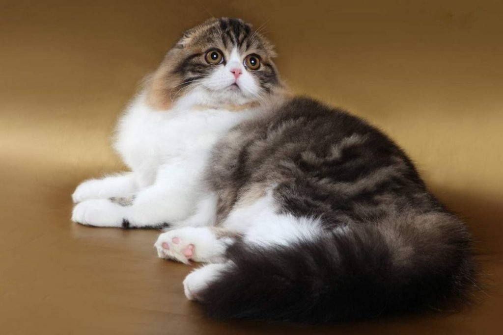 Хайленд-фолд: разновидность шотландской вислоухой кошки.