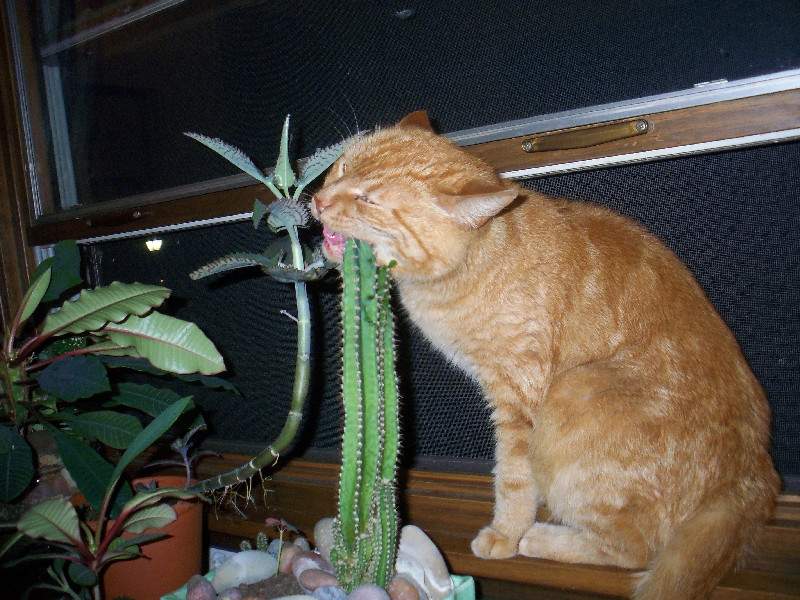 Кот - любитель кактусов.