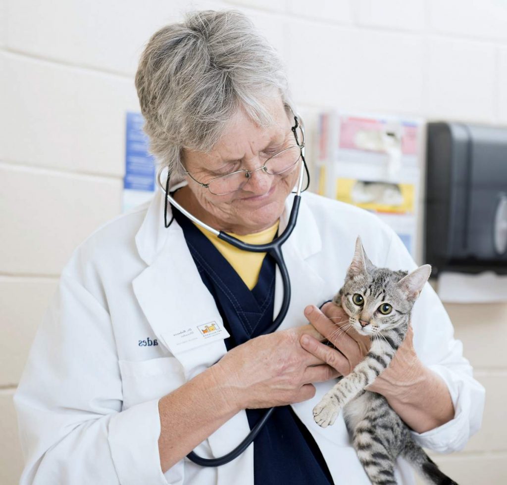 Ветеринарные врачи придерживаются мнения, что беременность и роды, даже протекающие без патологий, сокращают годы жизни кошки.