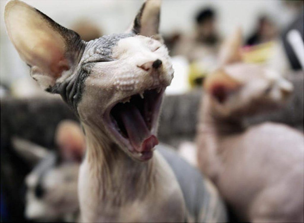 Кошачьи выставки являются наиболее эффективным средством пропаганды разведения породистых кошек.