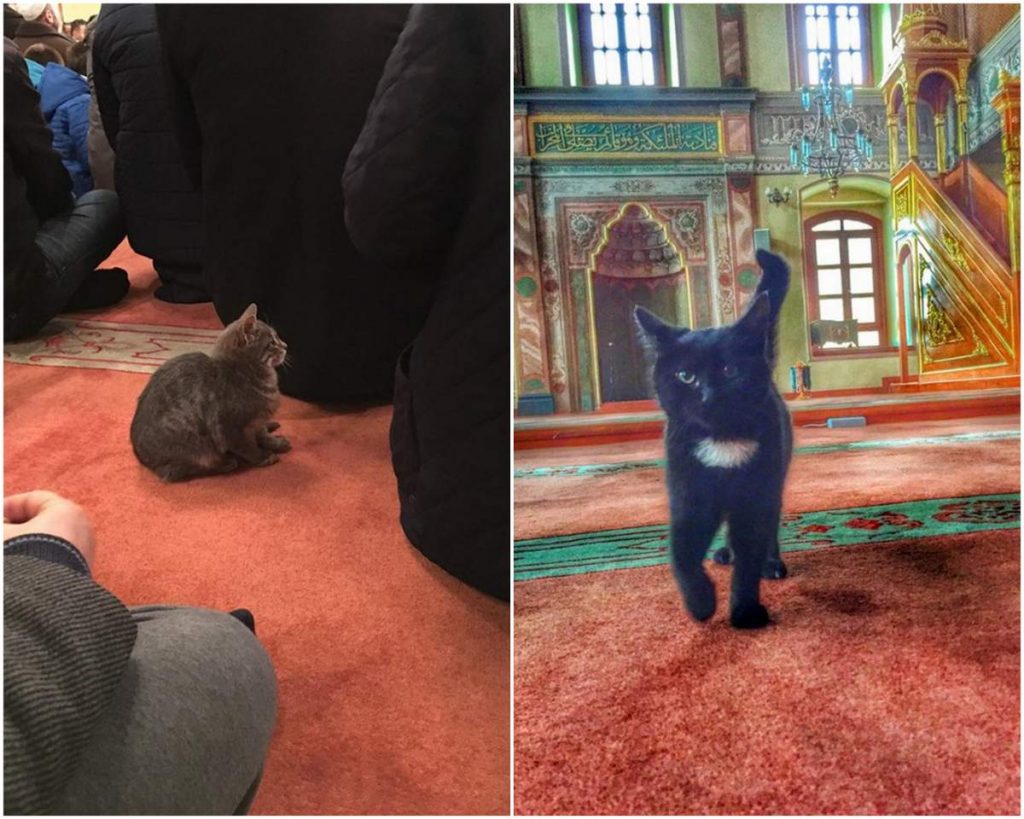 Кошки в мечети Стамбула.