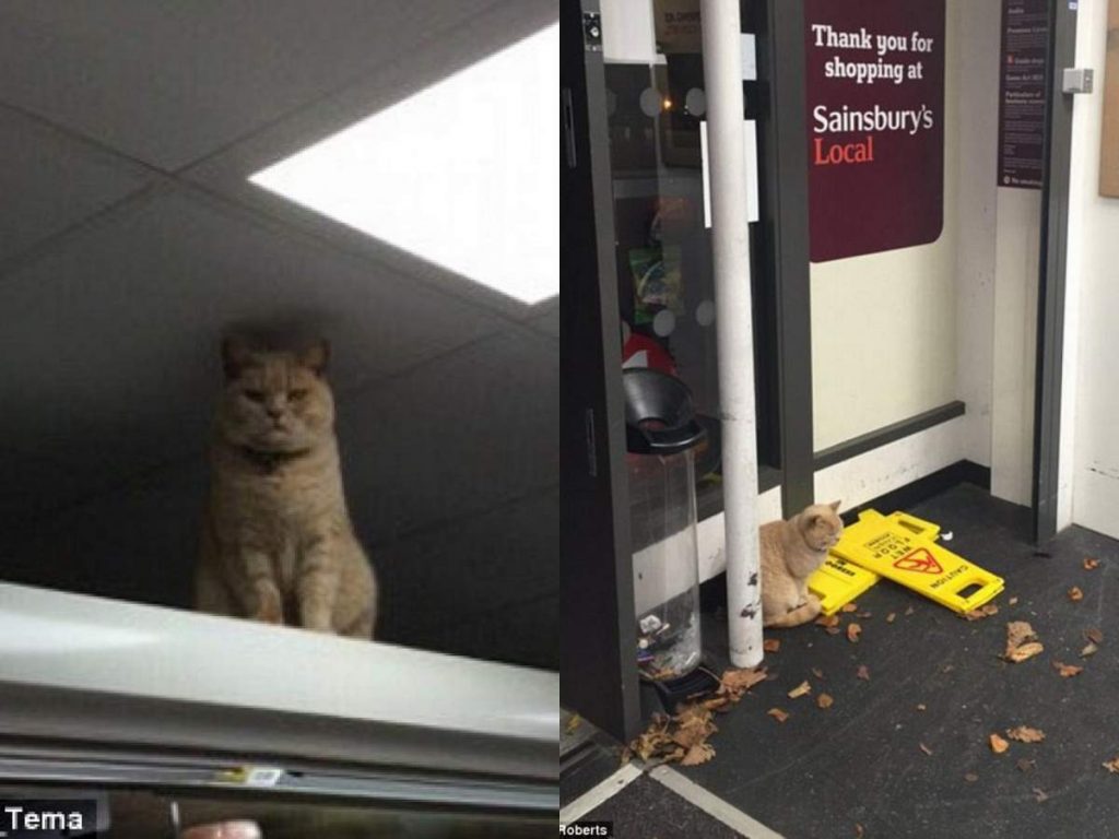 Кот оккупировал полку в супермаркете.