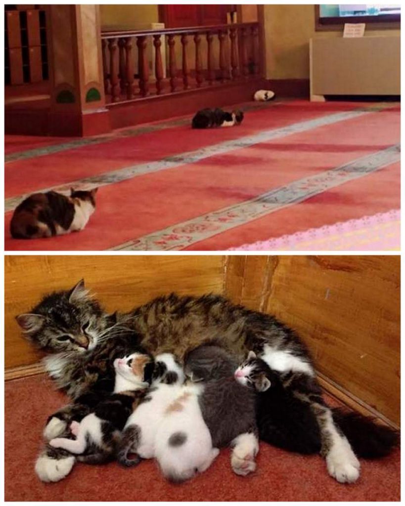 Кошки пережидают холода в мечети.