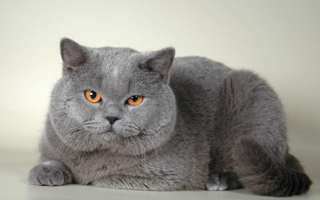 Серый цвет наиболее распространен среди британских пород кошек.