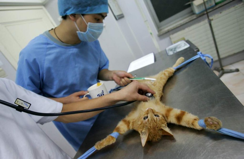Категорически запрещено стерилизовать кошку во время течки.