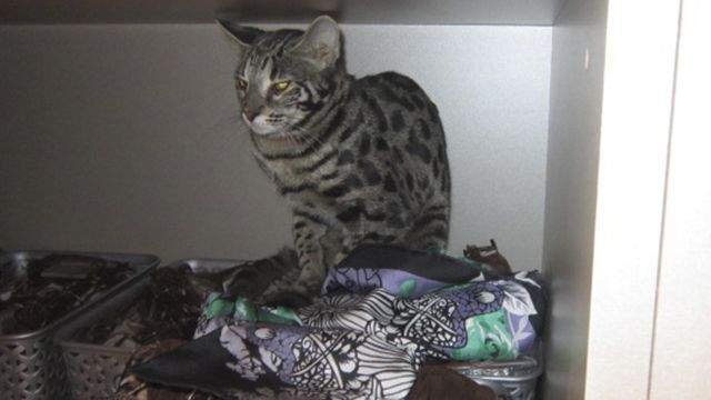 Кошка устроила погром в бутике аэропорта Шереметьево.