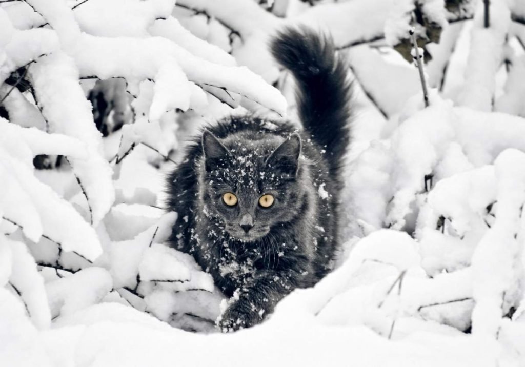  Имеющая возможность свободного выгула кошка на улице зимой при замерзании обязательно спрячется в укрытие.