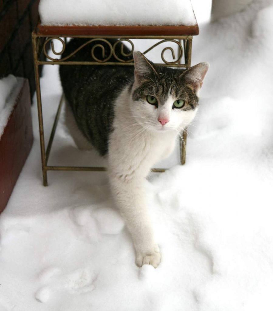 Кошки выживают зимой на улице.