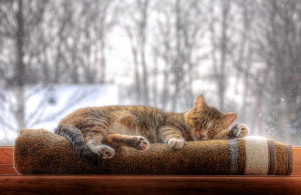 Зимой на улице гораздо меньше кошек, чем летом.