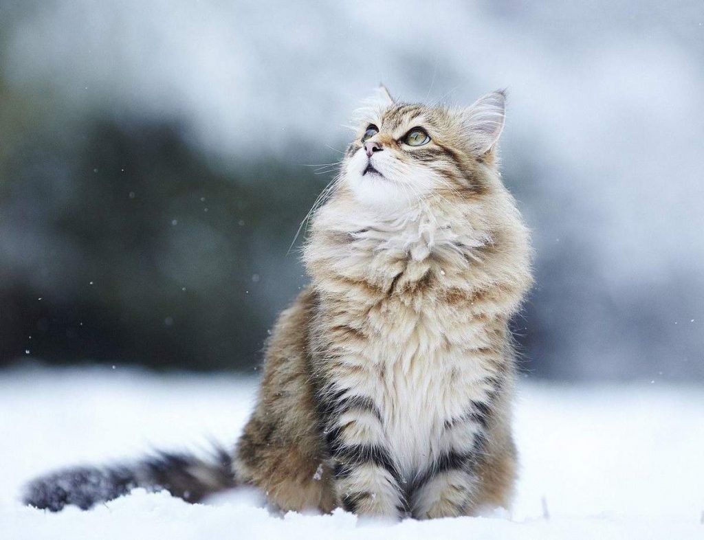 Пребывание кошки на улице зимой может привести к гипотермии.