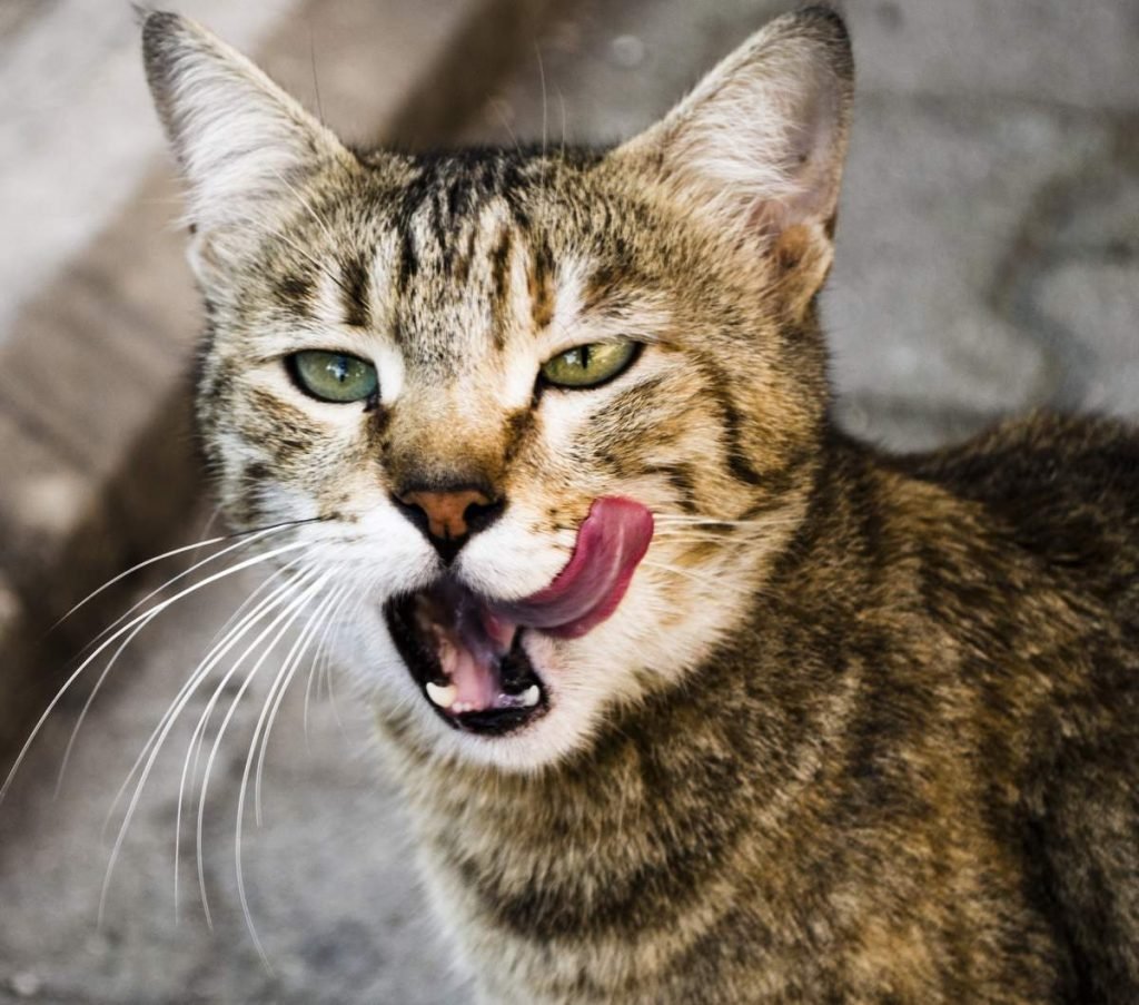 У кошек много рецепторов горького вкуса, которые могут работать иначе, чем человеческие.