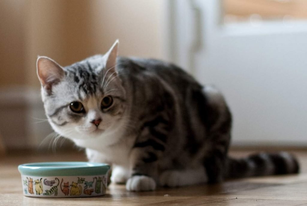 Считается, что домашние кошки очень привередливы и непредсказуемы в выборе еды.