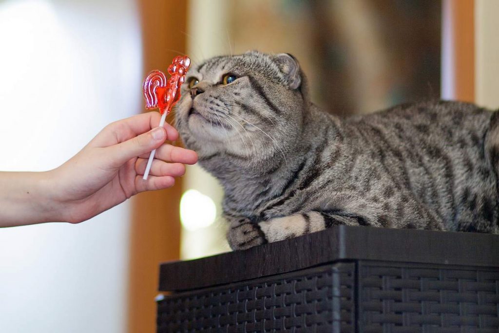 Ученые установили, что кошки не распознают ни сладкий, ни горкий вкусы пищи.